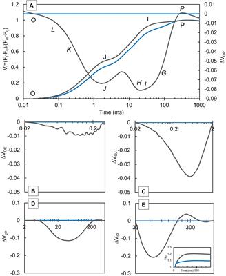 Evaluation of Light-Dependent Photosynthetic Reactions in Reynoutria japonica Houtt. Leaves Grown at Different Light Conditions